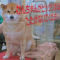 苦手なドライヤーにも耐えました！