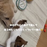 大きな犬のそばで寝転ぶ子犬