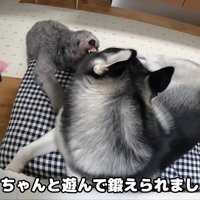 はっちゃんとの遊びで成長