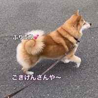 巻きしっぽを揺らして歩く犬