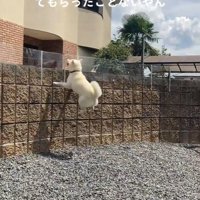 親戚のおじさんを見送るおもちちゃん2