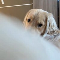 桃を食べるコロッケくん2