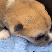 ブランケットに顔を寄せる子犬