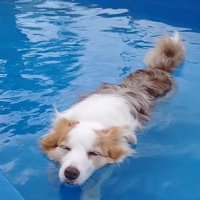 プールで遊ぶボーダーコリー