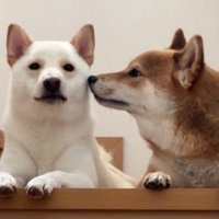 仲良し柴