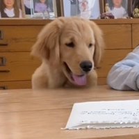 宿題をする女の子の様子をうかがう犬