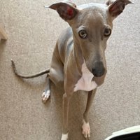 寂しそうなプットくん