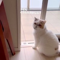 うどん君とあられちゃんの愉快なやり取り4