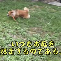 庭を勢いよく走る犬