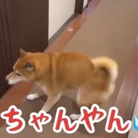 廊下を歩く犬