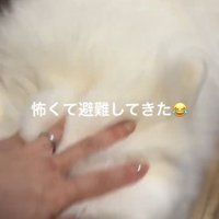 体を寄せる犬