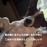 仰向けでくつろぐ犬