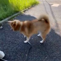 ブルブルするぽてとくん