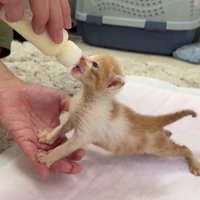 小さな子猫にミルクを…