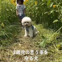 ちゃんと止まれるよ！