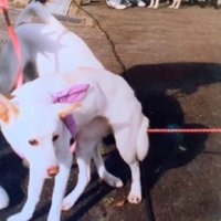 とても臆病なわんこだった