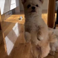 パワフルなてんちゃん