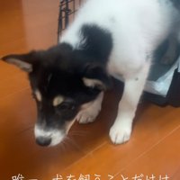 お父さんだけが大反対