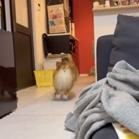 「待てー！！」