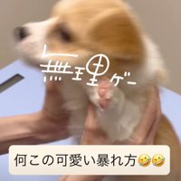 万歳ポーズで暴れる子犬