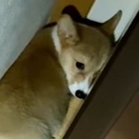 しょんぼり顔