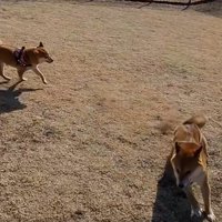 お友達と追いかけっこ中