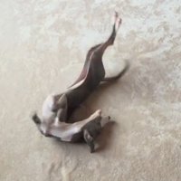 カーペットの上で仰向けになって絶え間なく体を動かす細長い犬