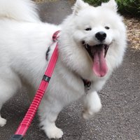 ニッコニコ
