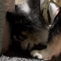 壁に顔を寄せてにおいを嗅ぐ犬