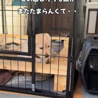 寂しそうな赤ちゃん犬