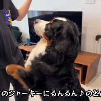 ジャーキーを見て大はしゃぎ♪