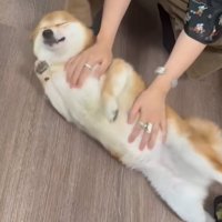 お腹を撫でてもらう柴犬