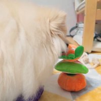 再びツンツン！