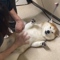 ふたりの獣医に撫でられて目を細めながら飼い主を見つめる犬