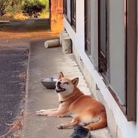 音楽に合わせて歌うコロちゃん9