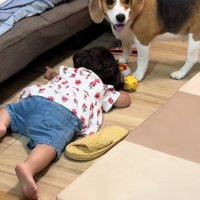 ソファの下を覗く犬と女の子2