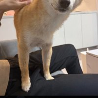 雨の日に出歩くのが苦手な犬