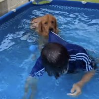 悲しそうな表情で飼い主さんの水着の裾を引っ張る犬