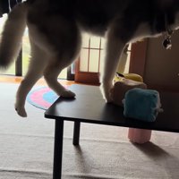 後ろ足を伸ばす大型犬