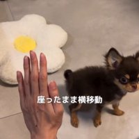座ったまま横に移動する子犬