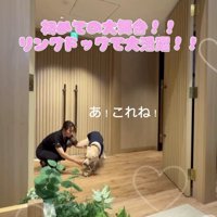 カゴを口に咥える犬
