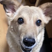 笑って誤魔化す