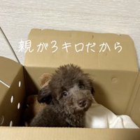 子犬時代の大吉くん