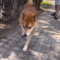 仕方なく歩くロックくん