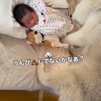 赤ちゃんのお尻に顔を近づける犬