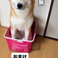 カゴの中に入って無表情になる犬