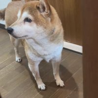 知らん顔のミントちゃん