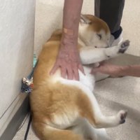 撫でられながら体を伸ばす犬