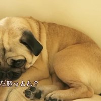 「まだ怒ってる？ごめんなさい…」