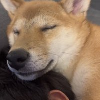 男の子の頭で眠る犬